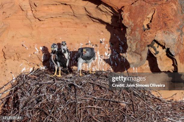 family of black-chested buzzard-eagle in the nest. - águia serrana stock pictures, royalty-free photos & images