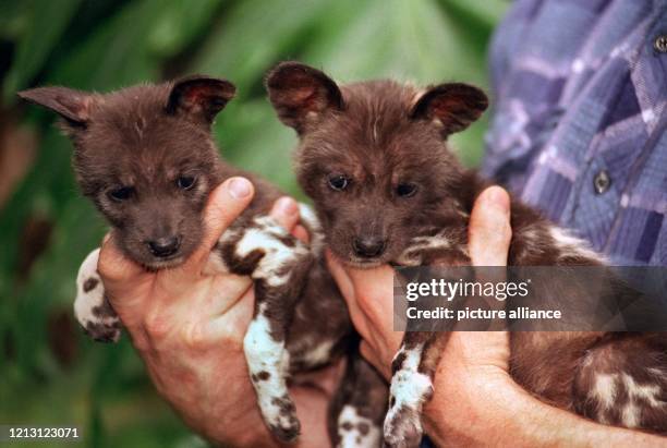 Zwei afrikanische Wildhundbabys hält der Tierpfleger Michael Pasch am im Münchner Tierpark Hellabrunn in seinen Händen. Da die Wildhundmutter...