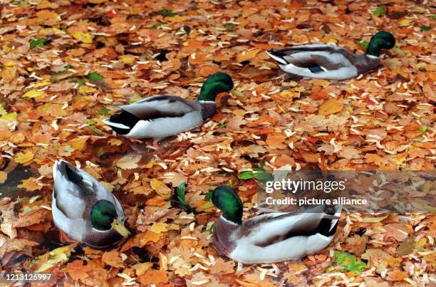 In einem Blättermeer können die Enten zur Zeit auf dem Eckensee im Stuttgarter Schlosspark schwimmen . Kräftige Herbstböen haben das Laub der...