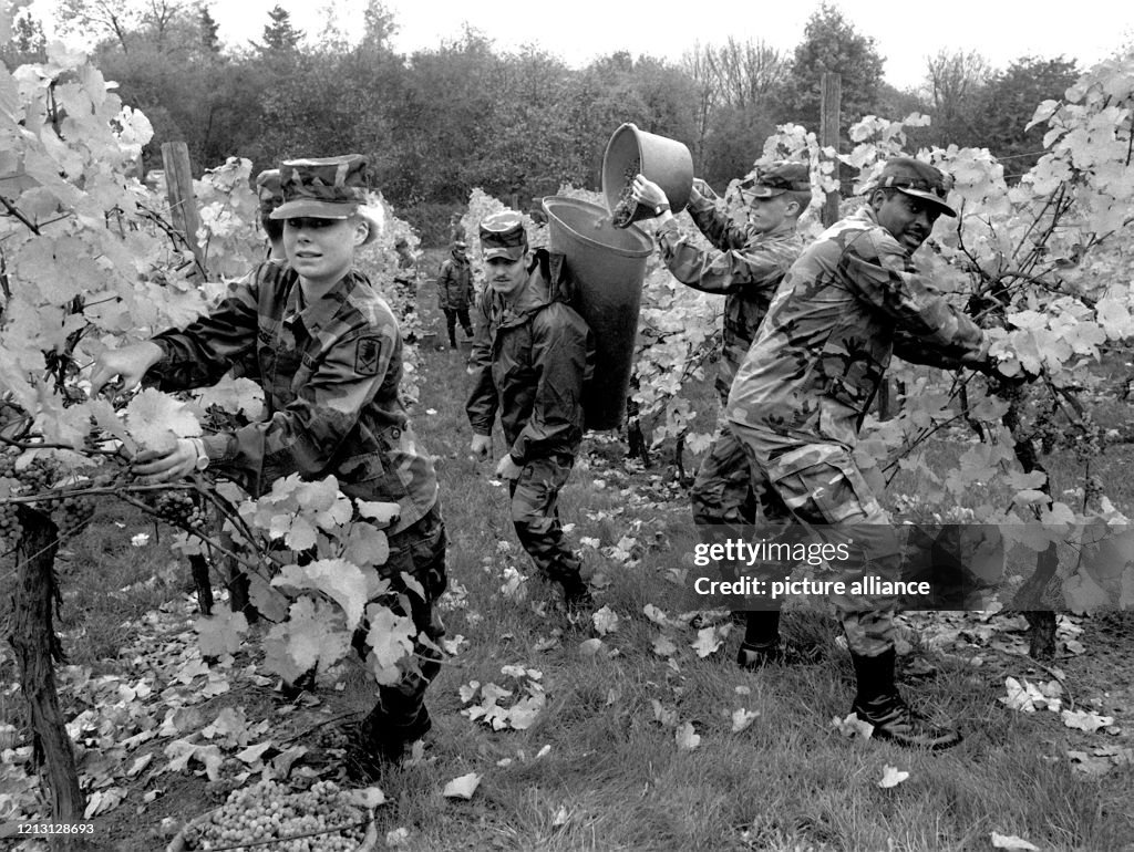 US-Soldaten helfen bei der Weinlese auf dem Frankfurter Lohrberg
