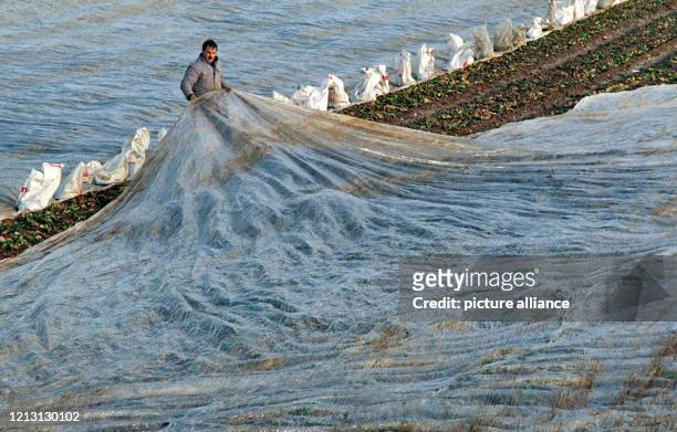 Der Landwirt Martin Weber zieht am 22.2.2000 Plastikfolien über sein Erdbeerfeld im badischen Buchholz . Der Frühling naht und so werden jetzt wieder...
