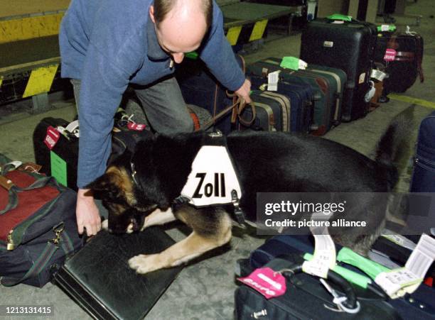 Der Rauschgiftspürhund "Rocky" des Zolls am Frankfurter Flughafen untersucht am 20.3.2000 Reisegepäck nach Drogen. Am größten Flughafen Europas...