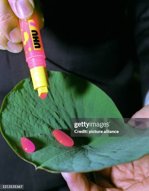 Farbiger Alleskleber gleitet am 6.10.1999 in Berlin zu Demonstrationszwecken am Blatt einer Lotusblüte hinunter. Der Wissenschaftler Wilhelm...