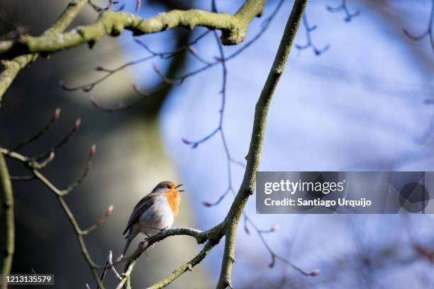 european robin singing on a beech tree - robin stock pictures, royalty-free photos & images