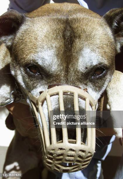 Die Stafford Hündin Moni mit einem Maulkorb im Karlsruher Tierheim am 16.8.2000. Sie zählt zu den Hunderassen bei denen ab heute Leine und Maulkorb,...