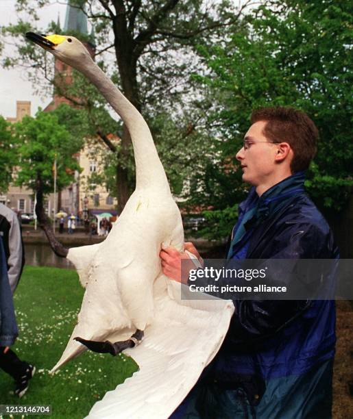Der sogenannte "Mörderschwan" wird am 11.5.1999 in Lübeck durch den Leiter der Preetzer Wildvogelpflegestation Marcel Richter eingefangen. Der...