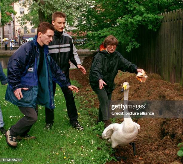 Der sogenannte "Mörderschwan" wird von Mitarbeiter der Wildvogelpflegestation Preetz am 11.5.1999 in Lübeck eingefangen. Der Singschwan hatte...