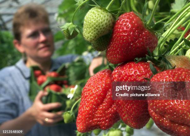 Rot leuchten die ersten Erdbeeren, die Gisela Bäcker am 10.5.1999 - gut drei Wochen vor dem Beginn der normalen Erntezeit - in einem ihrer...