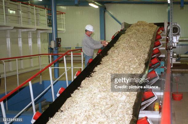 In Schnitzel zerkleinerte Zuckerrüben auf einem Förderband in der Zuckerrübenfabrik Nordstemmen in Niedersachsen, aufgenommen am 16. November 1998.
