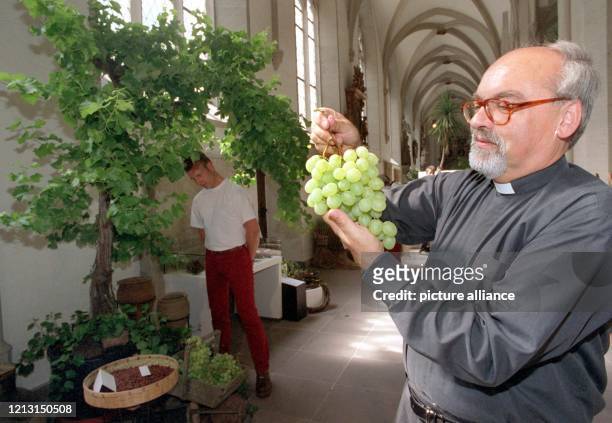 Süße Trauben hält Domprediger Joachim Hempel am 13.8.1999 in seinen Händen, während im Hintergrund im Dom St. Blasii in Braunschweig weitere Baum-...
