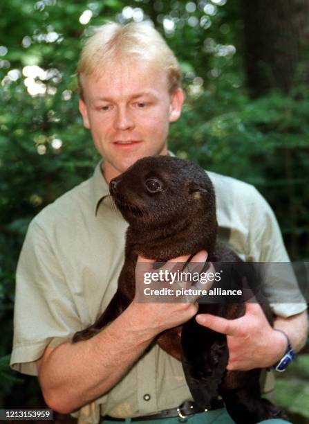 Tierpfleger Volker Gatz hält am 4.8.1999 das Robben-Baby Jenny. Mehrere keine flauschige Wollknäuel mit putzigen Gesichten sind seit ein paar Wochen...