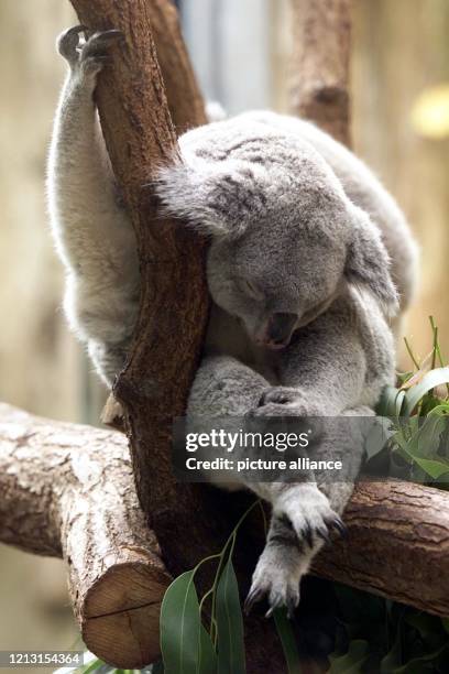 Ein kleiner Koala macht am 2.8.1999 in seinem Gehege im Duisburger Zoo ein Mittagsschläfchen und zeigt dabei den neugierigen Besuchern, wie man die...