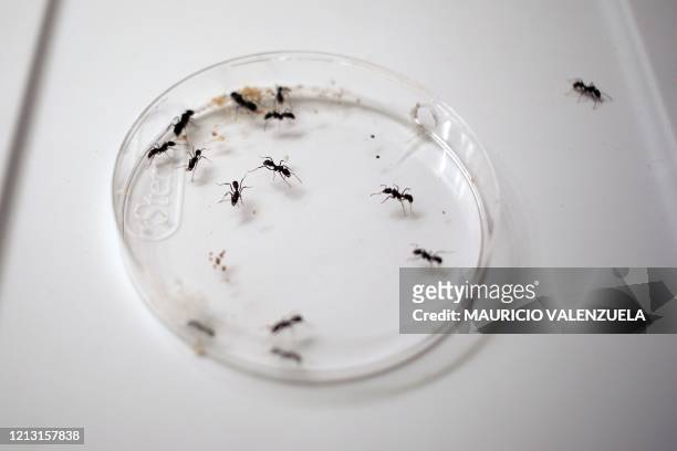 View of Panamanian researcher Dumas Galvez's research ants at his house in Panama City, on May 12, 2020. - 38-year-old researcher Dumas Galvez, a...