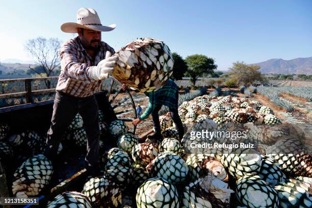 Worker carries the heart of the blue agave plant to a truck, on May 15, 2020 in Amatitan, Mexico. Unlike beer, tequila production was considered...
