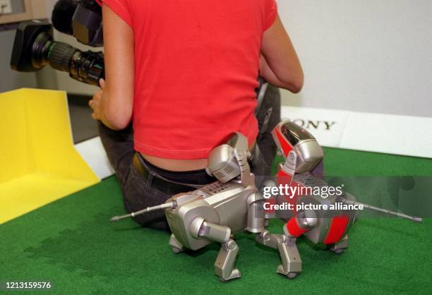 Kitzelige Angelegenheit: Am Rande eines Trainings für die Robo-Fußballweltmeisterschaft 1999 am 20.7.1999 in Berlin macht sich ein Roboterhund am...