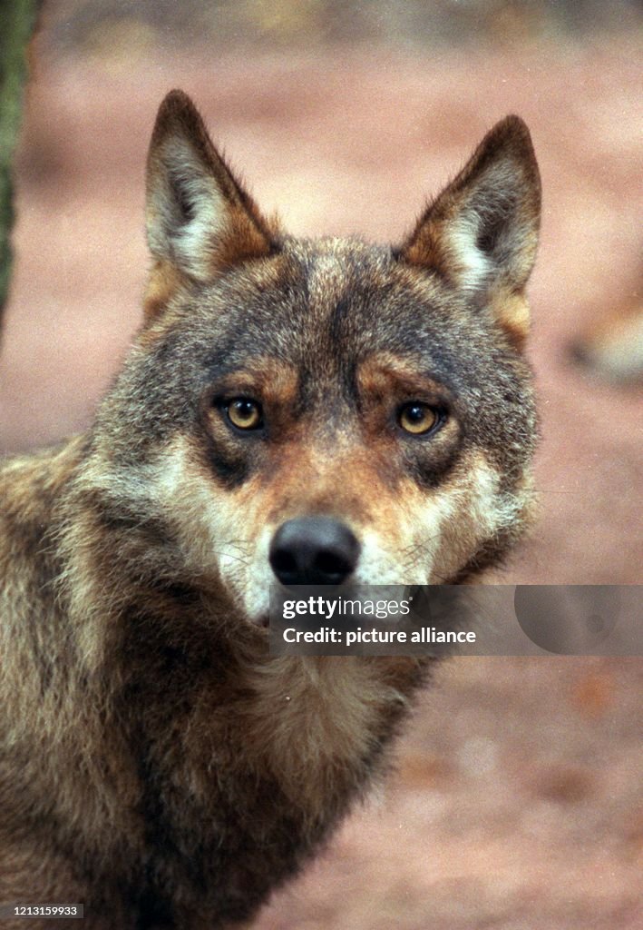 Russischer Wolf im Tierpark Eekholt