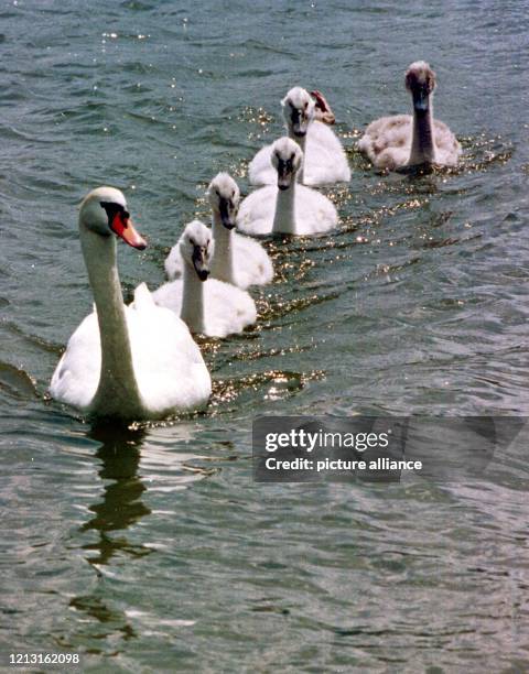 Wie an einer Schnur gezogen schwimmen im graublauen Morgenlicht am 6.7.1999 diese Jungschwäne auf der Mosel hinter ihrer Mutter her. Nur das Jüngste,...