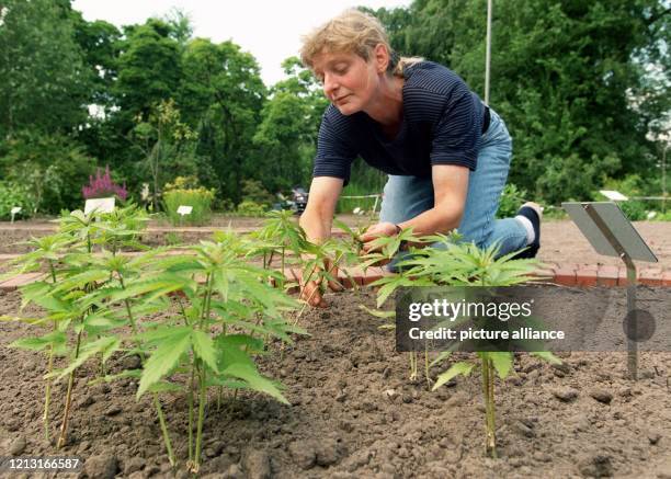 Die Gärtnerin Ute Wenzlawe legt am 26.6.1999, kurz vor der offiziellen Eröffnung des Arzneigartens im Botanischen Garten Oldenburg, letzte Hand an...