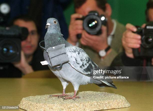 Eine ausgestopfte Brieftaube mit einem Transportsäckchen wird von der Frankfurter Polizei am auf einer Pressekonferenz im Frankfurter...