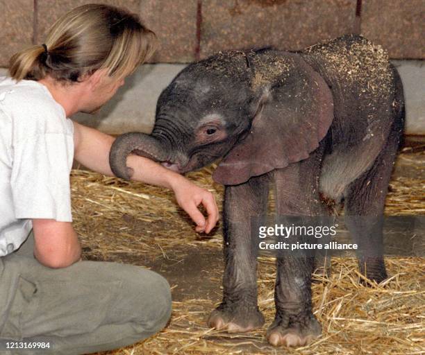 Neugierig legt ein vier Tage altes Elefantenbaby am 13.3.1999 im Tierpark Berlin-Friedrichsfelde seinen kleinen Rüssel um den Arm des Pflegers....