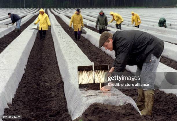 Landwirt Heiner Meyer erntet mit seinen Helfern am 7.4.1999 auf einem Feld in Kirchwahlingen unter Folie gezogenen Spargel. Weil er die Folie bereits...