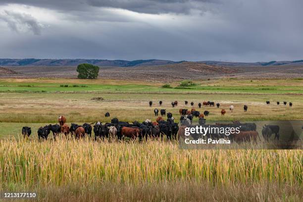 kühe an der straße 89 western usa - american ranch landscape stock-fotos und bilder