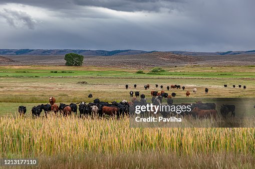 Vacas por carretera 89 Oeste de EE. UU. Vacas por carretera 89 Oeste de EE. UU.