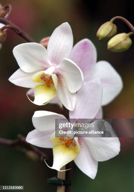 Orchideenneuzüchtung mit dem Namen Petra Roth. Zur Eröffnung der diesjährigen Orchideenschau im Palmengarten gab das Oberhaupt der Mainmetropole dem...
