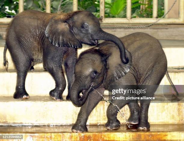 Tierischen Spaß haben die beiden Elefantenbabys Matibi und Tutume am 13.7.2000 im Berliner Tierpark. Die Lieblinge der Zoobesucher trafen sich zu...