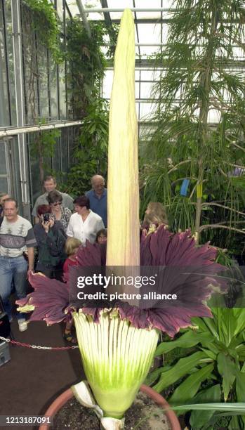 Auf reges Interesse von Botanikfreunden stößt am 7.7.2000 das seltene Erblühen des Titanenwurz im Botanischen Garten der Universität Bonn. Zu...