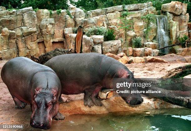 Zwei Flußpferde stehen am 23. Juli 1999 in ihrer neuen Wasserlandschaft im Zoo Hannover. Insgesamt fünf schwergewichtige Nilpferddamen mit zwei...