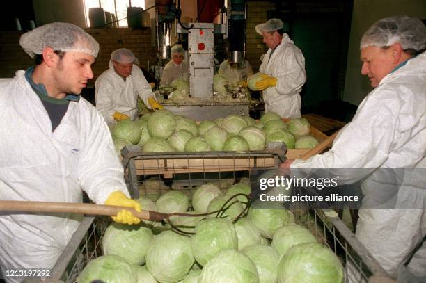 Mitarbeiter einer Sauerkrautfabrik in Hameln entfernen den Strunk des gewaschenen Weißkohl mit einer Maschine, aufgenommen am . Die Sauerkrautfabrik...