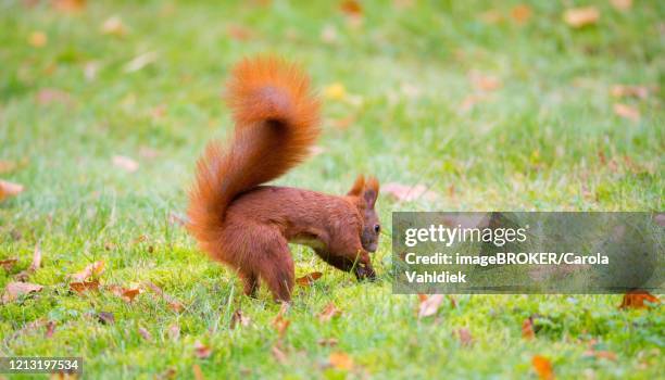 eurasian red squirrel (sciurus vulgaris) digging in a meadow in the moss, berlin-kreuzberg, berlin, germany - eichhörnchen gattung stock-fotos und bilder