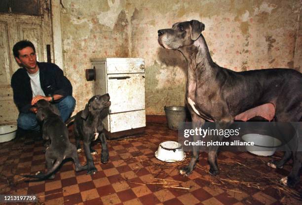 Der Tierschützer Axel Brakebusch versucht am 2.8.1999 in einem als "Wurf-Zimmer" genutzten Zimmer auf dem Hof eines Hundezucht-Betriebes in der...