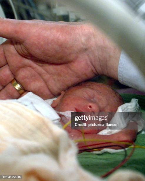 Ein Mitarbeiter der Frauenklinik der Heidelberger Universität hält am 21.1.1999 seine Hand an ein Baby, das am Vormittag bei einer Fünflingsgeburt...