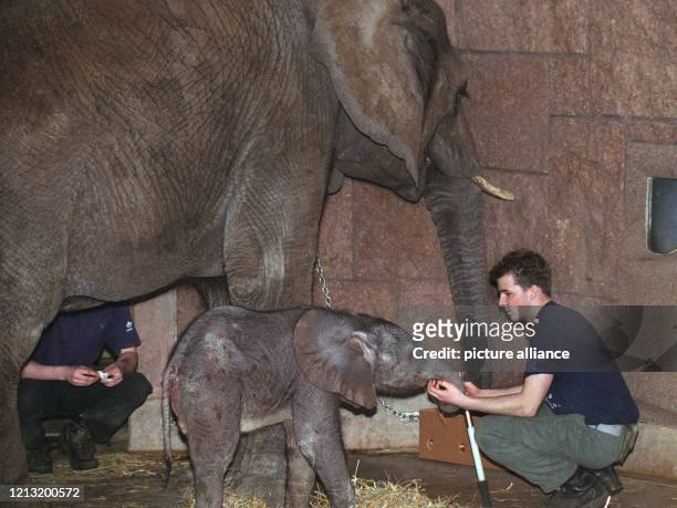 Liebevoll krault am 19.1.1999 im Tierpark Berlin-Friedrichsfelde ein Pfleger den Rüssel des kleinen Afrikanischen Elefanten, der am 15.1.1999 zur...
