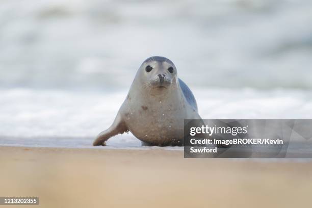 common seal (phoca vitulina) adult animal on a beach, norfolk, england, united kingdom - foca común fotografías e imágenes de stock