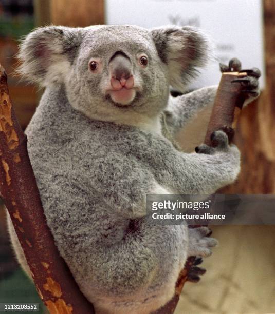 Ein stolzer Blick in die Kamera: Das Koala-Weibchen Yuri zeigt am 13.1.1999 im Duisburger Zoo keine Scheu vor der Kamera. Gemütlich klemmt der graue...