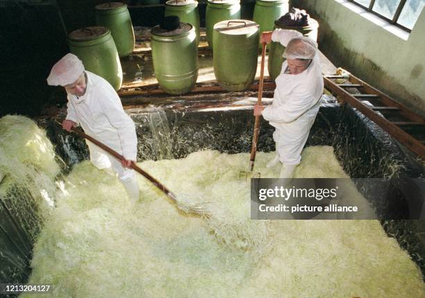 Im Sauerkraut stehen am Benno Tunke und Heinz Quednau als Mitarbeiter einer Sauerkrautfabrik in Hameln. Sie hat zwölf bis zu 13 Tonnen fassende...