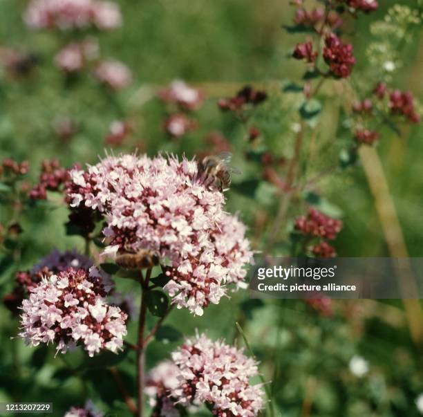 Blühender Dorst . Der in Deutschland an trockenen Standorten häufig vorkommende Lippenblütler wird als Aromatikum, z.B. In Gurgelwasser, verwendet.