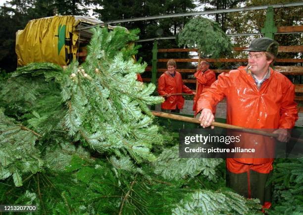 Der dänische Arbeiter Ole Voss stapelt Tannenzweige nahe der deutsch-dänischen Grenze in Padborg-Bov am 3. November 1998. Eine riesige Menge...