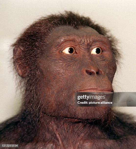 Australopithecus Jpg 233 Australopithecus Stock Photos, High-Res Pictures, and Images ...