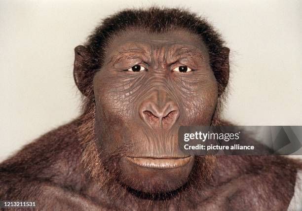 Austraalopithecus Australopithecus Boisei Paranthropus Boisei Wikipedia