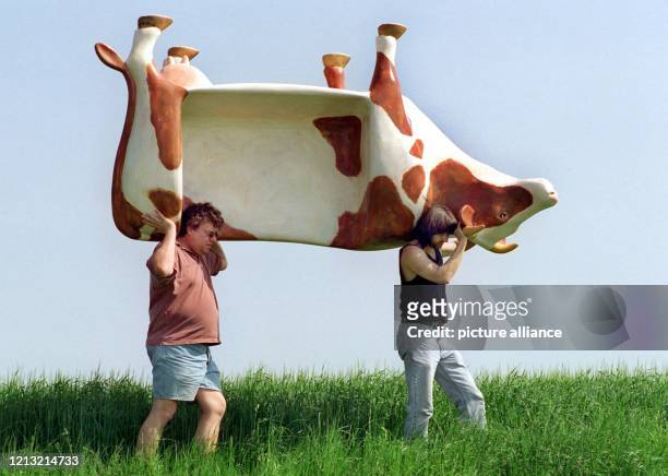 Diese Kuh macht nicht Muh: Der Maler und Bildhauer Klaus Krois und sein Assistent Christoph Kaesbohrer tragen am auf einem Hügel bei Alling eine...