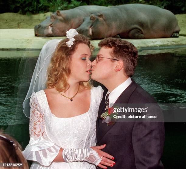 ...und die Hippos schauen zu: Das frischvermählte Paar Heike und Axel Strehlau küßt sich am 15.5.1998 vor den "Trauzeugen" Knautschke und Boulette im...