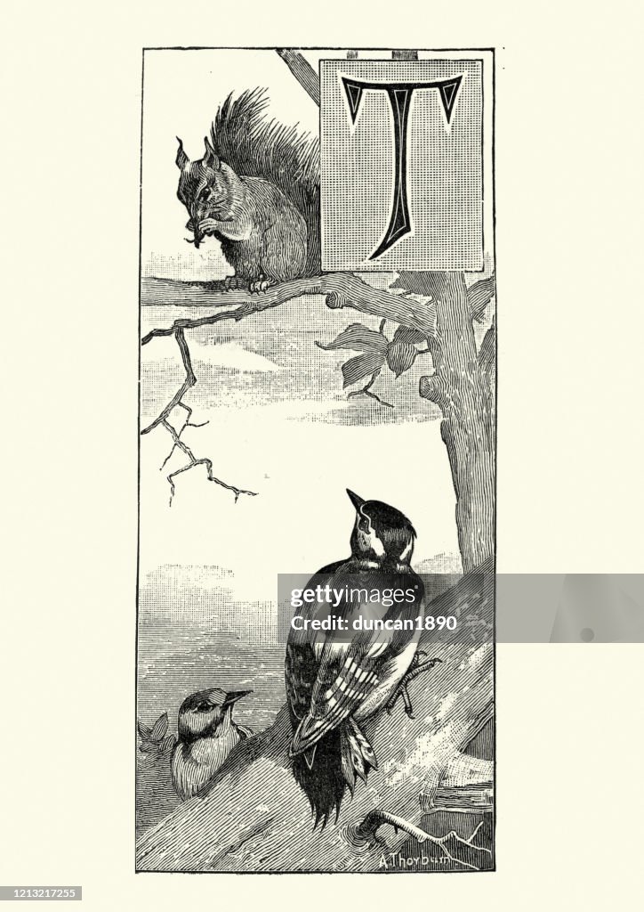 Great spotted woodpecker and a Red squirrel