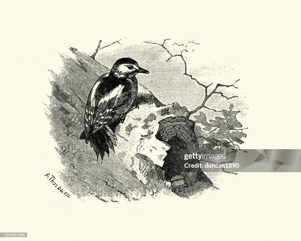 Great spotted woodpecker perched on hollow tree trunk