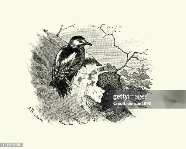 great spotted woodpecker perched on hollow tree trunk - great spotted woodpecker stock illustrations