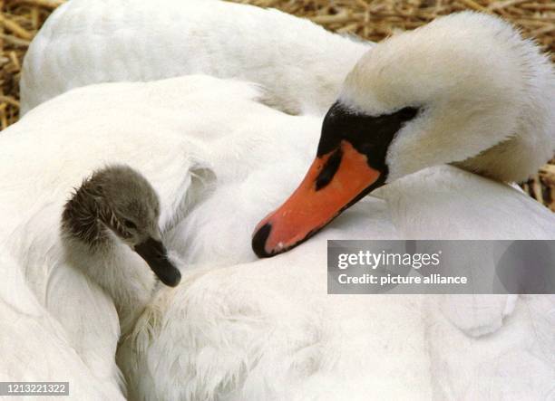 Gerade aufgewacht schaut das erst wenige Tage alte Schwanen-Kind am 27. Juni 1998 im Hafen von Schilksee bei Kiel unter dem Flügel der Mutter hervor....