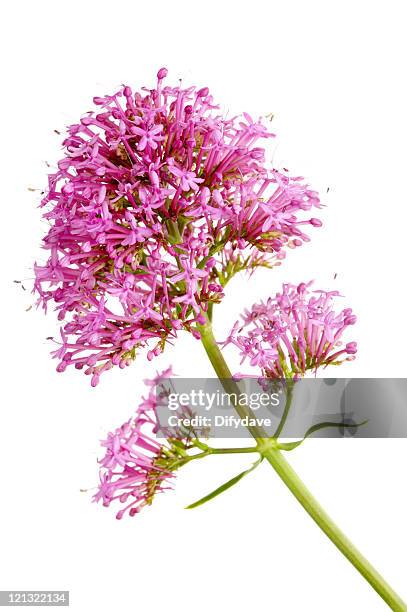 pink flower head of red valerian - valeriana officinalis stock pictures, royalty-free photos & images